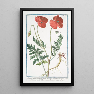 Giorgio Bonelli - Papaver erraticum majus poras Dioscordi Theophrasto Plinio Papaverone e Rosolaccio Pavot Opium poppy.webp