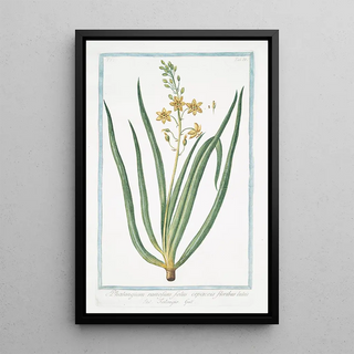 Giorgio Bonelli - Phalangium ramosum foliis cepaceis floribus luteis Falangio Branching Spiderwort.webp