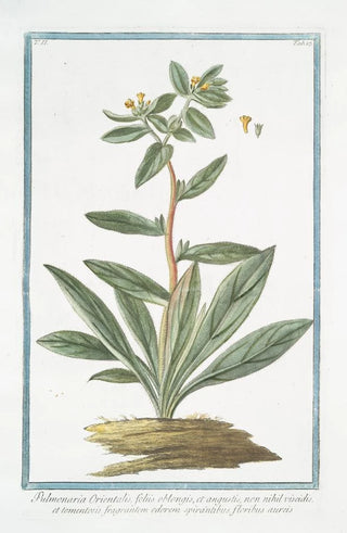 Giorgio Bonelli - Pulmonaria Orientalis foliis oblongis et angustis non nihil viscidis et tomentosis fragrantem odorem spirantibus floribus aureis.webp