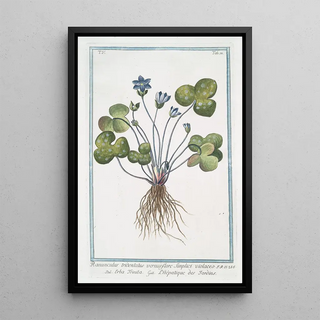 Giorgio Bonelli - Ranunculus tridentatus vernus flore Sunplici violaceo Erba Trinita LHpatique des Jardins Livewort.webp