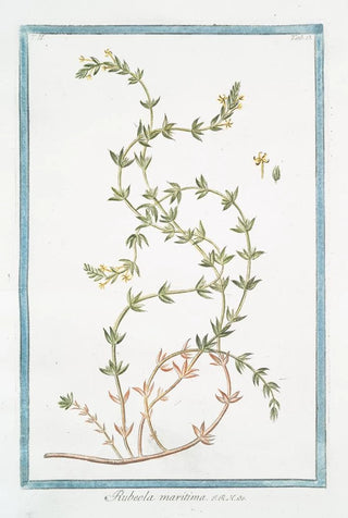 Giorgio Bonelli - Rubeola maritima.webp