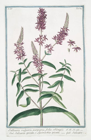 Giorgio Bonelli - Salicaria vulfgaris purpurea foliis oblongis Salicaria spicata e Lysimachia spicata Salicaire Purple Loosetrife.webp