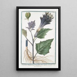 Giorgio Bonelli - Stramonium Malabaricum fructu glabro flore duplici et triplici Lendormie Thornapple.webp