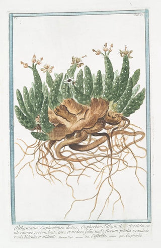 Giorgio Bonelli - Tithymalus Euphorbium dictus EuphobioTithymalus aizooides caule ramoso procumbente tetro et nodoso foliis nudo florum petalis e candido roseis bidentis et tridentis Euforbio.webp