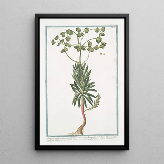 Giorgio Bonelli - Tithymalus Sylvaticus lunato flore CBP Tithymalus Sylvaticus toto anno folia retinens Titimalo Titimale.webp