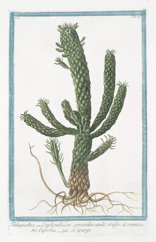 Giorgio Bonelli - Tithymalus seu Euphorbium aizoodes caule crasso et ramoso Euforbio Lpurge.webp