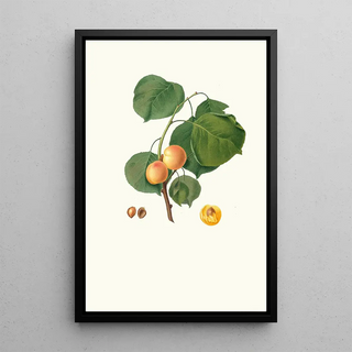 Giorgio Gallesio - Albicocca luciente o siu Alessandrina gialla precoce Yellow apricot.webp