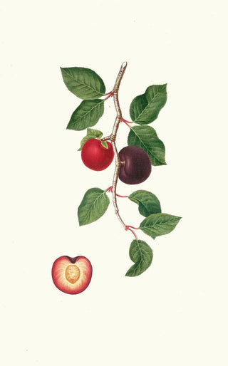 Giorgio Gallesio - Albicocco Susino Armeniaca prunata Apricot.webp