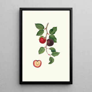 Giorgio Gallesio - Albicocco Susino Armeniaca prunata Apricot.webp