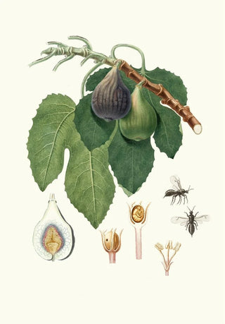 Giorgio Gallesio - Caprifico.webp