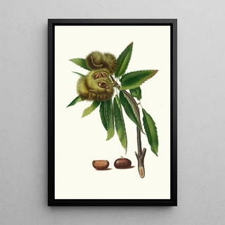 Giorgio Gallesio - Castagna marrona Castanea sativa Spanish chestnut.webp