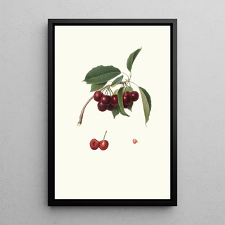 Giorgio Gallesio - Cilegia visciolona Cerasus visciola Cherries.webp