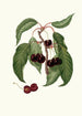 Cerise Napolitaine Cerasus Duracina Cerise à chair ferme - Giorgio Gallesio — vy av konstverket