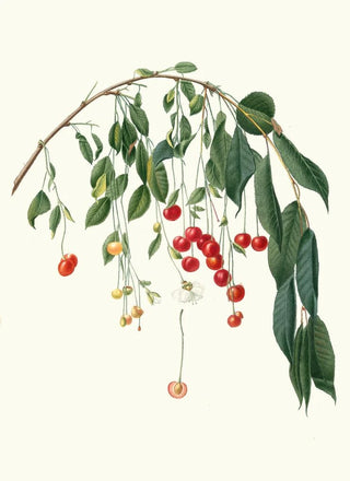 Giorgio Gallesio - Ciliegia Progressiflora Cerasus visciola Visciola Cherries.webp