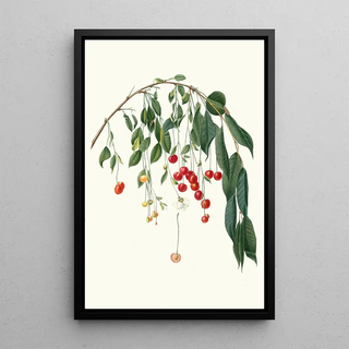 Giorgio Gallesio - Ciliegia Progressiflora Cerasus visciola Visciola Cherries.webp