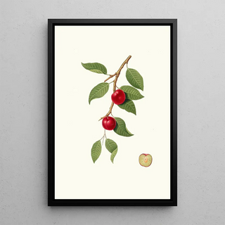 Giorgio Gallesio - Ciliegia Susina Myrobalan plum cherry plum.webp