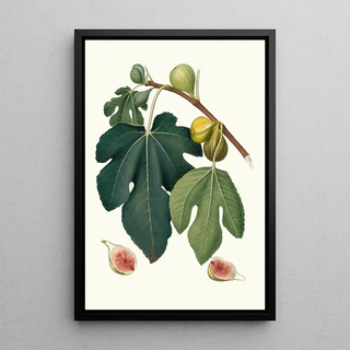 Giorgio Gallesio - Fico Pissaluto Ficus carica sativa Figs.webp