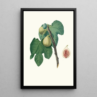 Giorgio Gallesio - Fico Trojano Fico Troiano Fig.webp