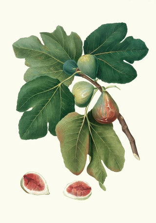 Giorgio Gallesio - Fico rubado Ficus carica sativa Common fig.webp