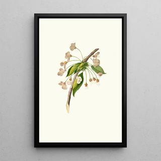 Giorgio Gallesio - Fiore di Ciliegio Grafione Fiore del ciliegio proprio Cherry plum flower Mirabolano.webp