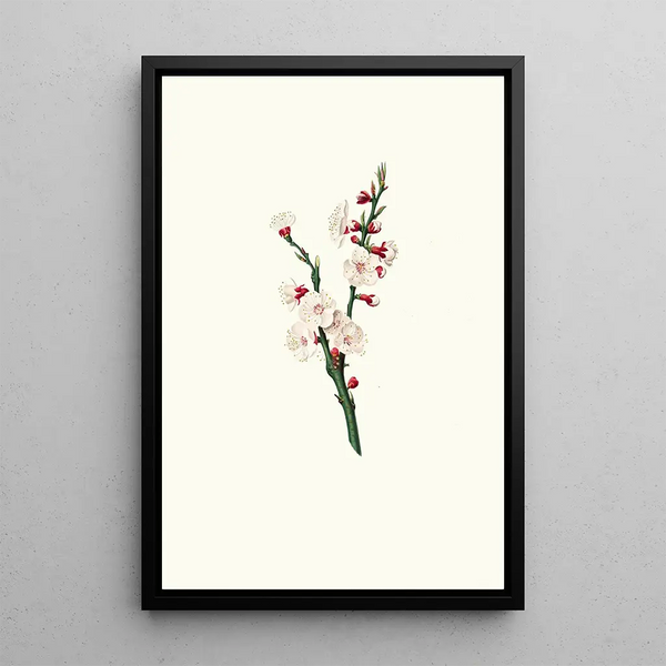 Fleurs d'abricotier - Giorgio Gallesio — inramlat konstverk på väggen