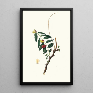 Giorgio Gallesio - Giuggiola a frutto oblongo Ziziphus vulgaris Jujube.webp