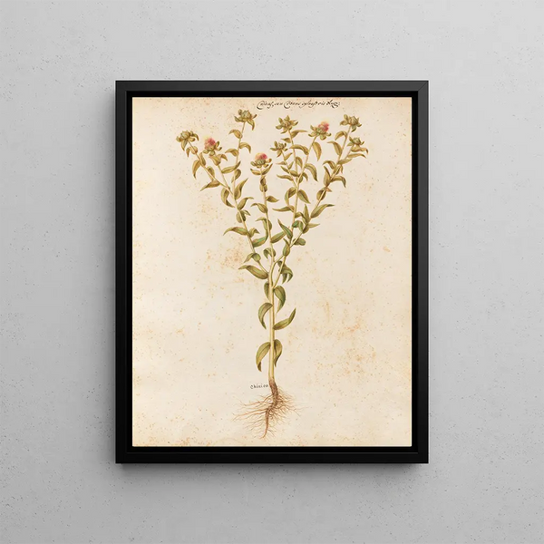 Giovanna Garzoni - Piante varie Pl12.webp