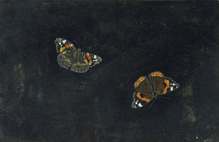 Giovanna Garzoni - Zwei Schmetterlinge.webp