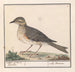 storlärka Turdus viscivorus - Anselmus Botius de Boodt — vy av konstverket
