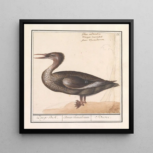 Grande harle Mergus merganser - Anselmus Botius de Boodt