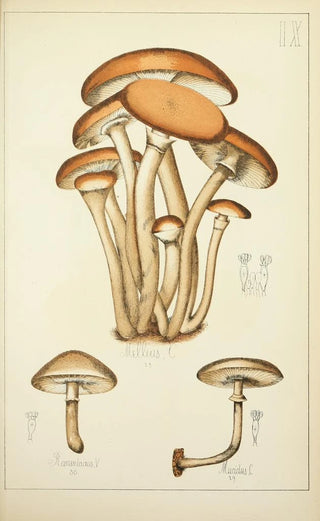 Guillaume Sicard - Histoire naturelle des champignons Pl09.webp