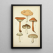 Histoire naturelle des champignons Pl10 - Guillaume Sicard — inramlat konstverk på väggen