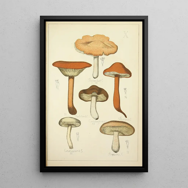 Histoire naturelle des champignons Pl10 - Guillaume Sicard — inramlat konstverk på väggen