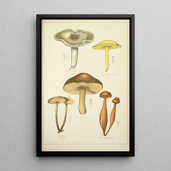 Histoire naturelle des champignons Pl14 - Guillaume Sicard — inramlat konstverk på väggen