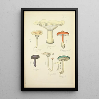 Guillaume Sicard - Histoire naturelle des champignons Pl15.webp