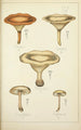 Histoire naturelle des champignons Pl16 - Guillaume Sicard — vy av konstverket