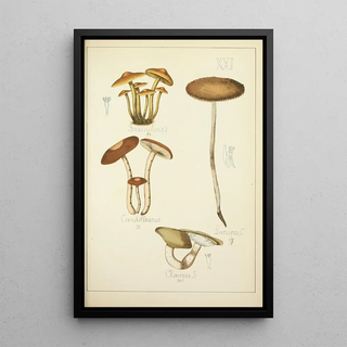 Guillaume Sicard - Histoire naturelle des champignons Pl21.webp