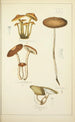 Histoire naturelle des champignons Pl21 - Guillaume Sicard — vy av konstverket