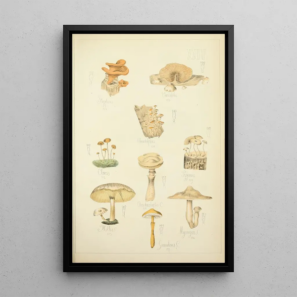 Histoire naturelle des champignons Pl24 - Guillaume Sicard — inramlat konstverk på väggen