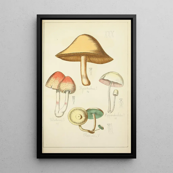 Histoire naturelle des champignons Pl30 - Guillaume Sicard — inramlat konstverk på väggen