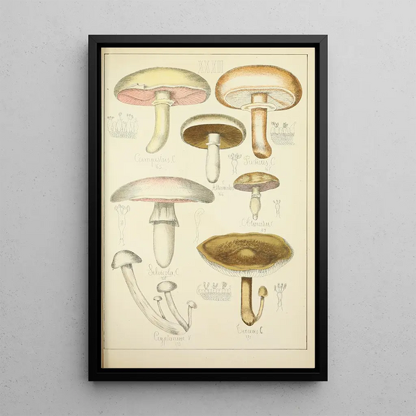 Histoire naturelle des champignons Pl32 - Guillaume Sicard — inramlat konstverk på väggen