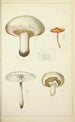 Histoire naturelle des champignons Pl33 - Guillaume Sicard — vy av konstverket