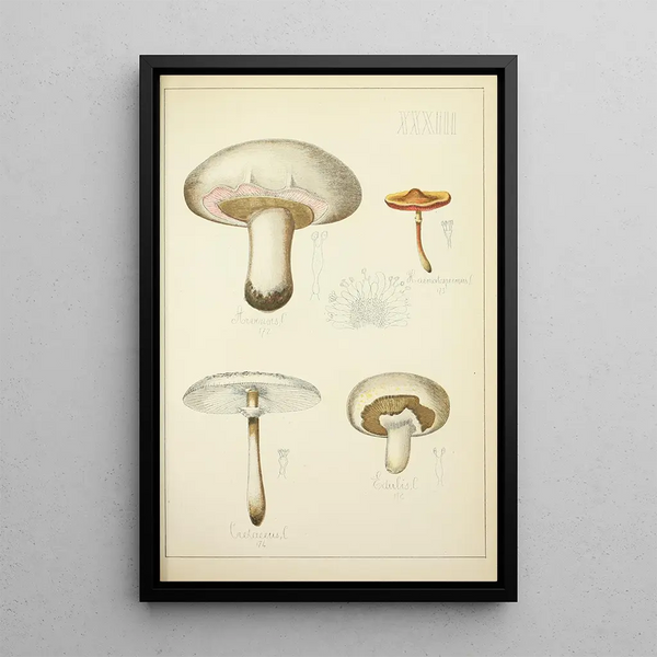 Histoire naturelle des champignons Pl33 - Guillaume Sicard — inramlat konstverk på väggen