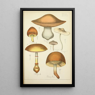 Guillaume Sicard - Histoire naturelle des champignons Pl35.webp