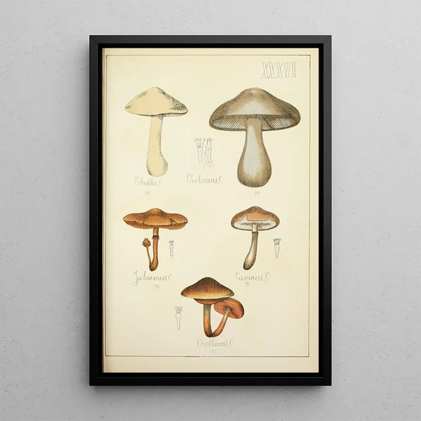 Histoire naturelle des champignons Pl36 - Guillaume Sicard — inramlat konstverk på väggen