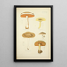 Histoire naturelle des champignons Pl37 - Guillaume Sicard — inramlat konstverk på väggen