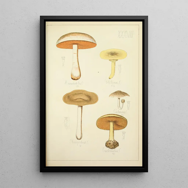 Histoire naturelle des champignons Pl37 - Guillaume Sicard — inramlat konstverk på väggen