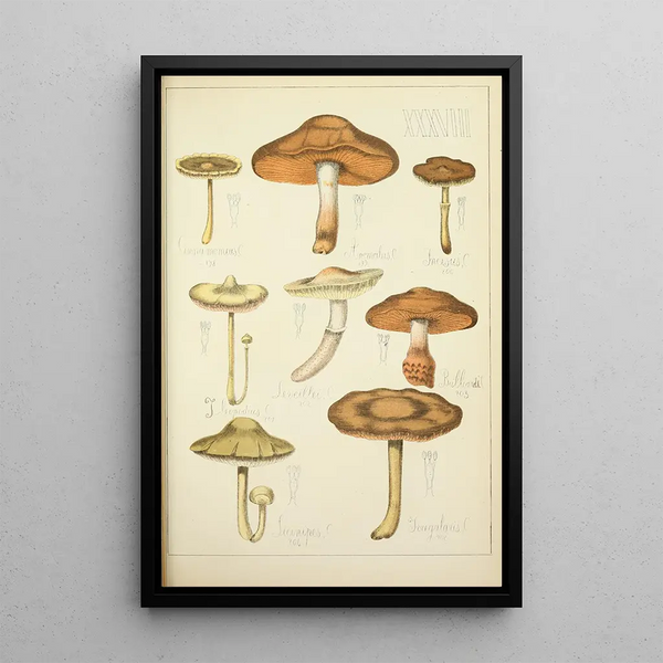 Histoire naturelle des champignons Pl38 - Guillaume Sicard — inramlat konstverk på väggen