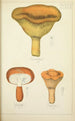 Histoire naturelle des champignons Pl39 - Guillaume Sicard — vy av konstverket