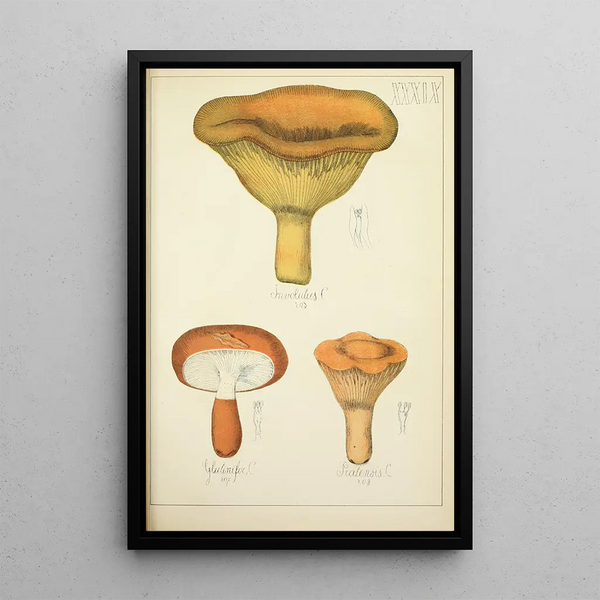 Histoire naturelle des champignons Pl39 - Guillaume Sicard — inramlat konstverk på väggen